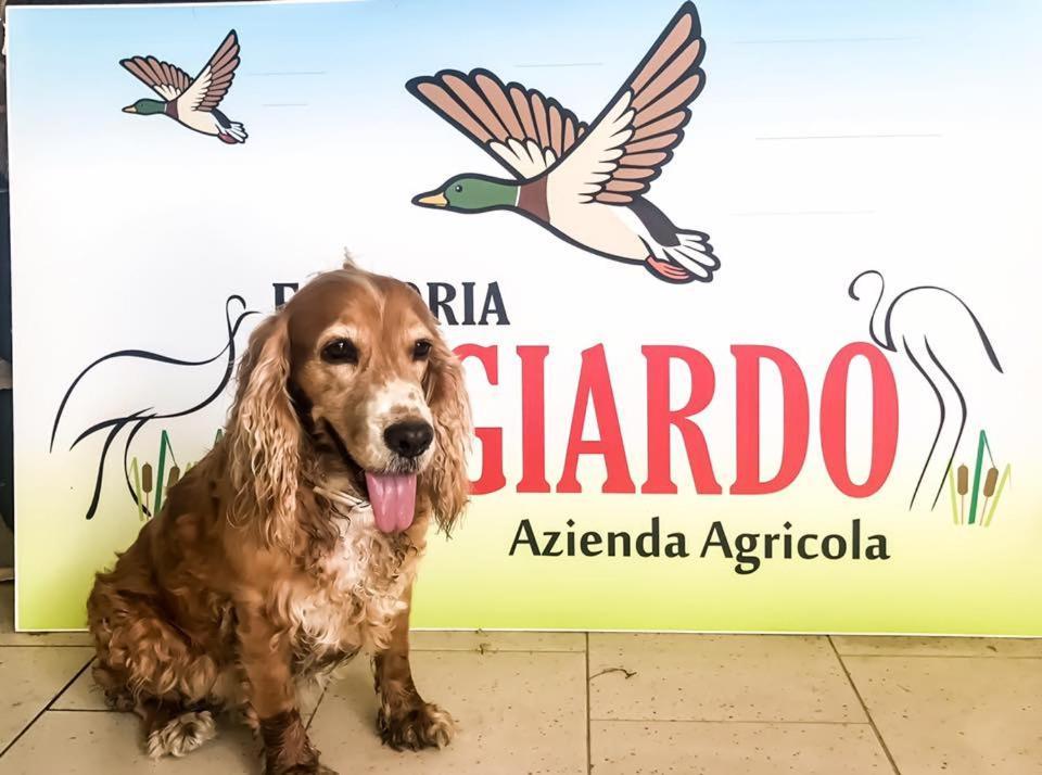 Fattoria Il Giardo Daire Pietrasanta Dış mekan fotoğraf