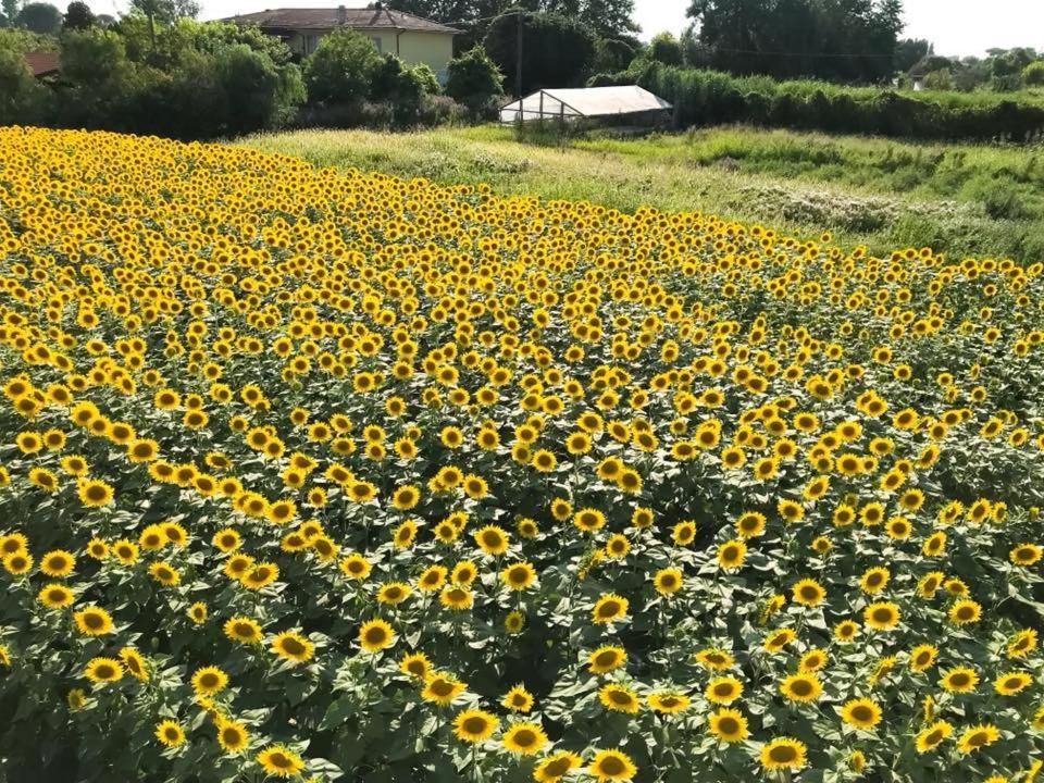 Fattoria Il Giardo Daire Pietrasanta Dış mekan fotoğraf