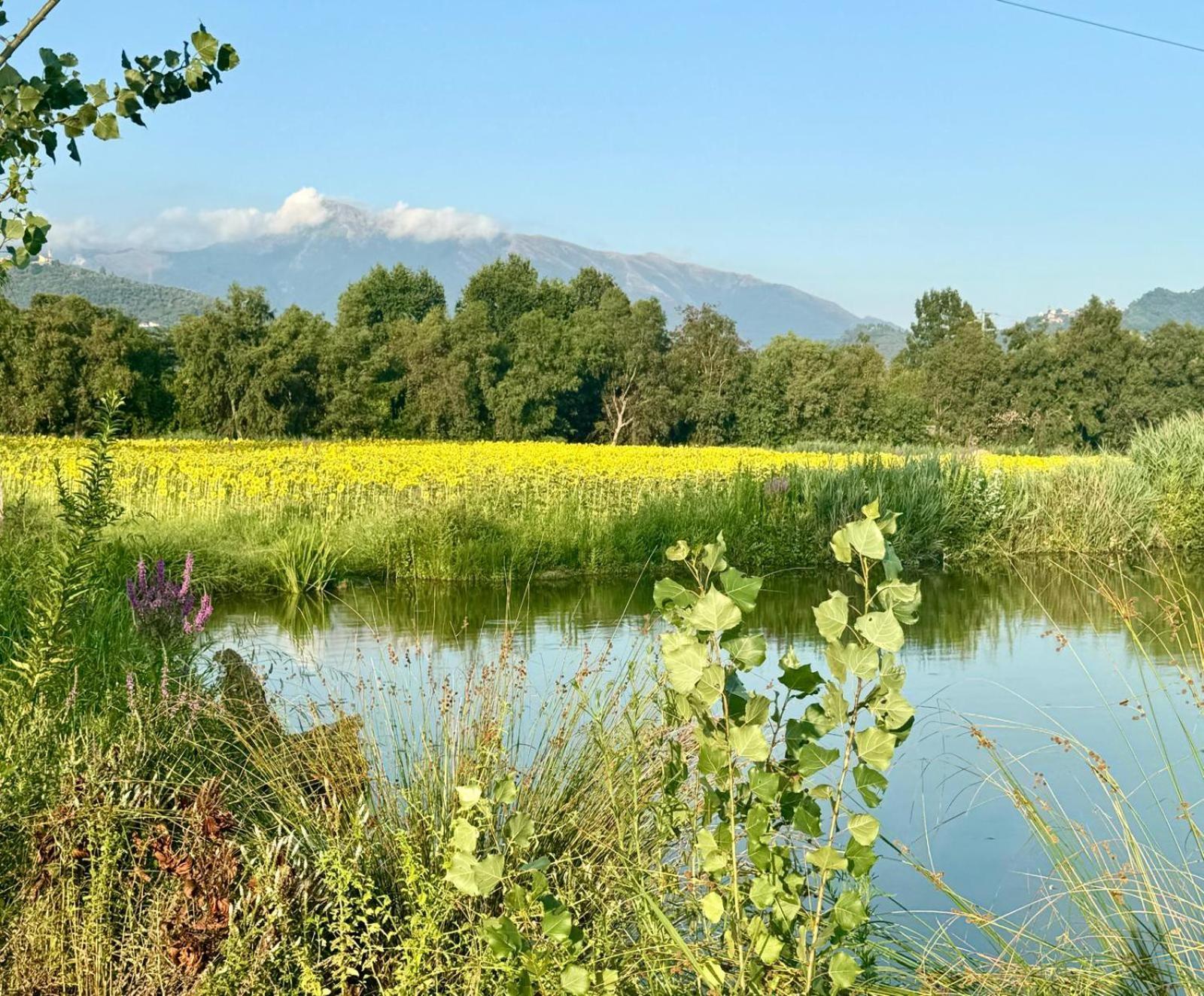 Fattoria Il Giardo Daire Pietrasanta Dış mekan fotoğraf