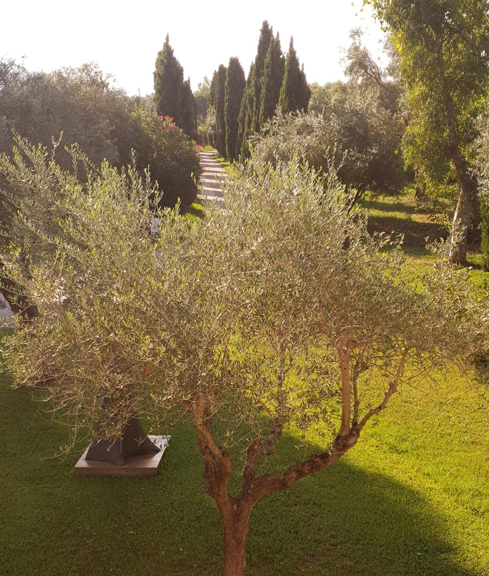 Fattoria Il Giardo Daire Pietrasanta Dış mekan fotoğraf