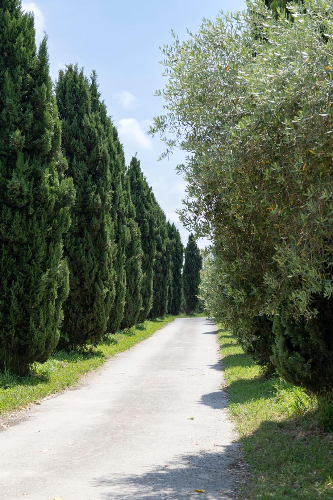 Fattoria Il Giardo Daire Pietrasanta Dış mekan fotoğraf